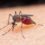 Growing towards a Malaria Free Nation