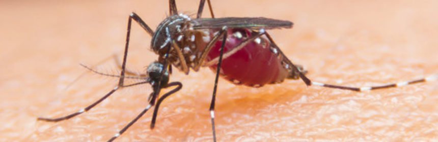 Malaria