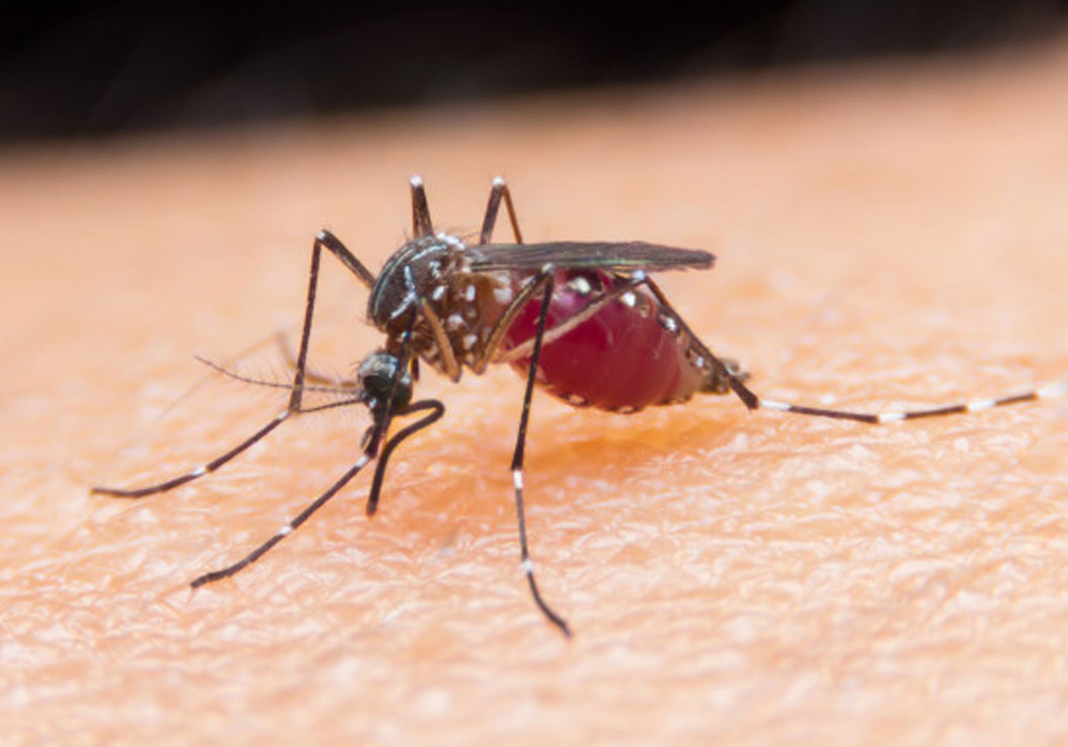 Malaria