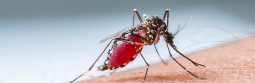 डेंगू के प्रकोप से ऐसे बचें